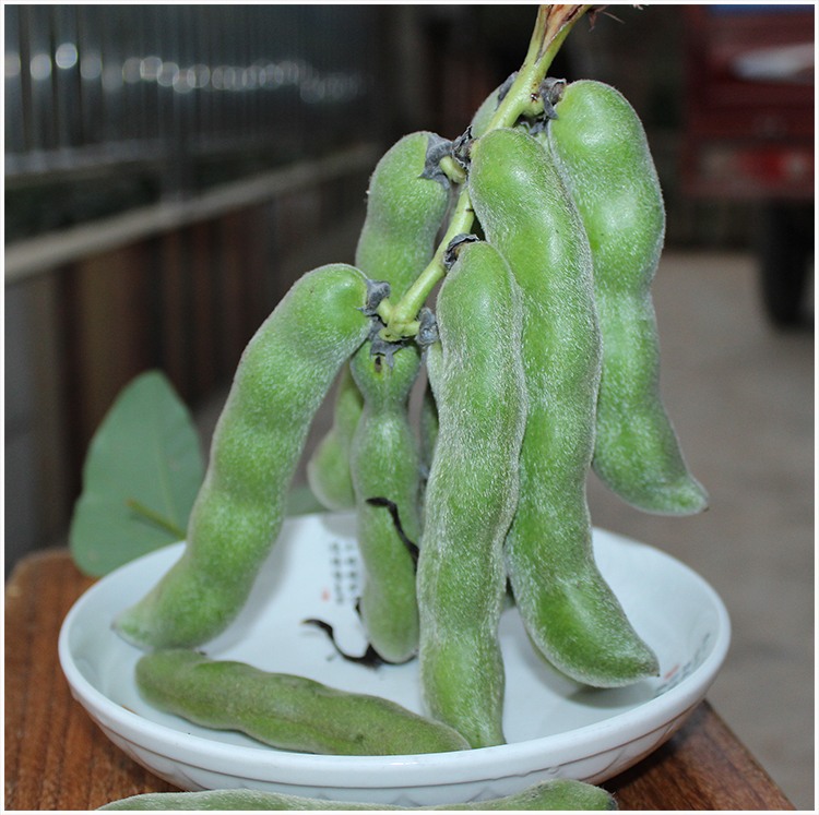 当前热销蔬菜龙爪豆狗爪豆白黎豆猫爪猫豆猫猫豆新鲜豆角种子250克装